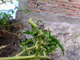 Cayenne pepper leaves damaged due to pest attacks photo