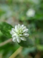 macro photo of beautiful exotic wild plants