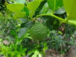 Fresh lime fruit in fruit shop photo