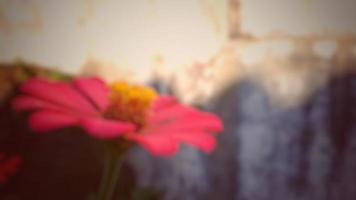 unfocused Red flower Zinnia violacea blooming on garden nature background Spring morning shot photo