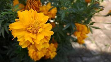 Close Up Of Yellow Marigold Blooming Outdoors blooming in the garden beside the house Spring morning photo