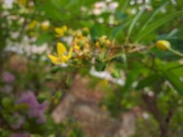 no enfocar de cerca galphimia, lluvia dorada, flor amarilla thryallis glauca foto