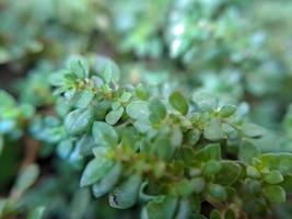 Fotografía macro de hermosas plantas silvestres exóticas foto