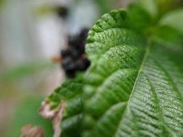 Fotografía macro de hermosas plantas silvestres exóticas foto