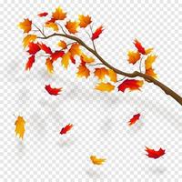 Branch of maple tree, autumn leaf fall. Autumn realistic vector illustration on trancparency background.