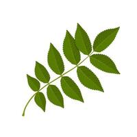 ilustración vectorial, hoja de fraxinus, comúnmente llamada hoja de fresno, aislada en fondo blanco. vector