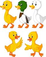 the collection of the cute ducks in the different color vector