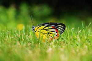 beautiful butterfly on moving grass photo