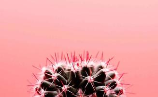 close up pink cactus art photo