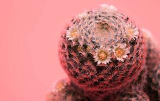 close up pink cactus art photo