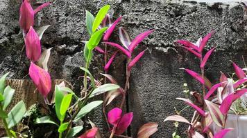 Brick wall background with various purple leafy plants photo