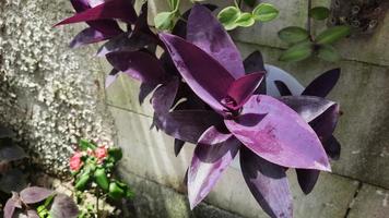 Brick wall background with purple leafy plants photo