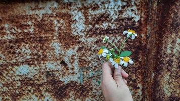 mano sosteniendo una hermosa flor blanca sobre un fondo de pared de hierro oxidado 02 foto