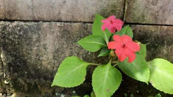 Brick wall background with pink flowering plants photo