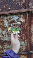 mano sosteniendo una hermosa flor blanca sobre un fondo de pared de hierro oxidado 04 foto