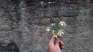 Hand holding beautiful white flower on textured brick wall background 02 photo