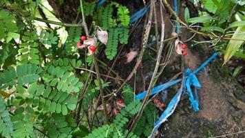 semillas de plantas saga cuyas hojas son muy beneficiosas para la salud foto