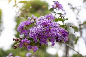 mirto de crespón púrpura, lagerstroemia, flor de crespón o flor de lila india en el jardín sobre un fondo natural borroso. foto