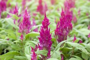 rosa celosia plumosa, serie castillo, cresta de gallo o cálao con luz solar en el jardín sobre fondo de naturaleza borrosa. foto