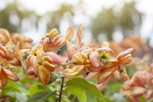 Orange Mussaenda philippica, Dona Luz or Dona Queen Sirikit bloom with sunlight in the garden. photo