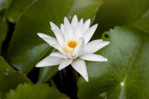 White lotus or water lily flower bloom beautiful in pond. photo