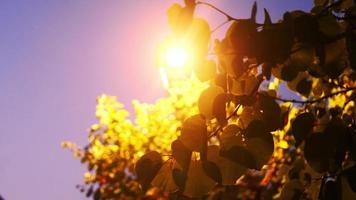 des branches d'arbres se balancent sur fond de lampe de ville et de ciel clair en fin de soirée video