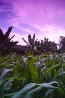 view of a corn plantation with corn starting to grow big and green photo