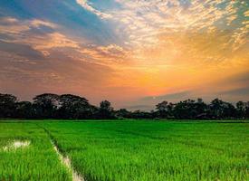 green fields  evening sunset  There are visible noise in pixels. photo