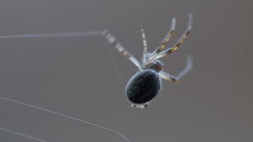 Spinnengartenspinne Araneus webt ein Netz video
