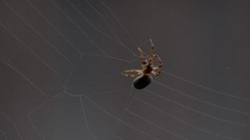 Spider Garden spider  Araneus  weaves a web video