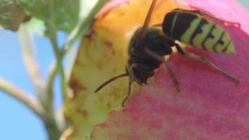 avispón come la carne de una manzana roja madura video