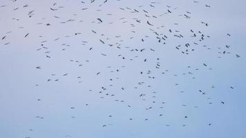 Big flock of Asian Openbill Anastomus oscitans flying overhead in blue sky during migration season in Phuket island, Thailand. video