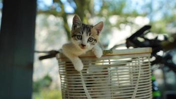 The cute little cat playing in the yard photo