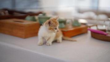 The cute little cat playing in the yard photo