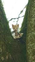 dos lindos gatitos subiendo al árbol para descansar foto