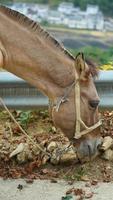 One mule horse carrying on the construction material walking along the road photo