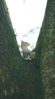 Two cute little cats climbing up on the tree for resting photo