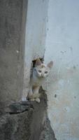 The cute little cat playing in the yard photo