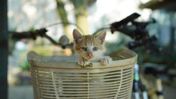 el lindo gatito jugando en el patio foto