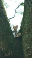 Two cute little cats climbing up on the tree for resting photo