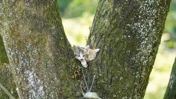 Two cute little cats climbing up on the tree for resting photo