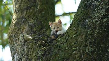 Two cute little cats climbing up on the tree for resting photo