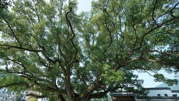 One big tree have been growing for thousand years in the countryside village of the China photo