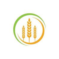 diseño de logotipo de vector de agricultura y agricultura de trigo