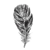 Feathers on white background. Hand drawn sketch style. vector