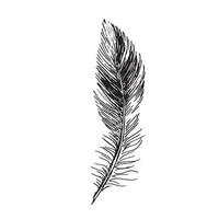 Feathers on white background. Hand drawn sketch style. vector