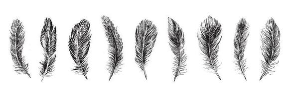 Feathers on white background. Hand drawn sketch style. vector