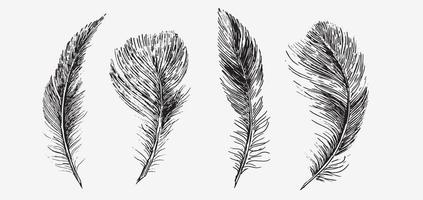 Feathers on white background. Hand drawn sketch style. vector