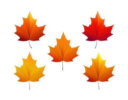 Autumn maple leaves of various colors. Vector illustration