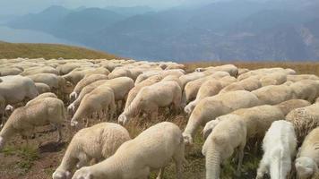 pastoreio de ovelhas e cabras no topo de uma montanha close-up video